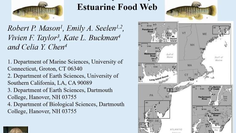 An Examination of the Factors Influencing the Bioaccumulation of Methylmercury at the Base of the Estuarine Food Web